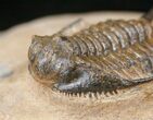Long Chlustinia Trilobite - Rare Species #15555-2